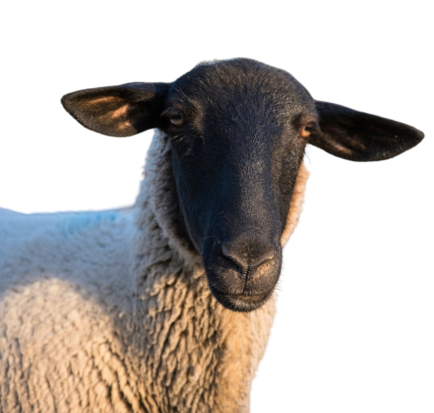 Mouton